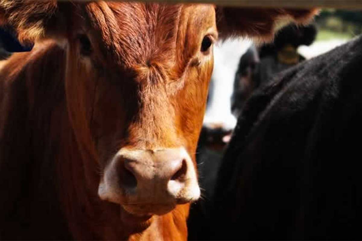 Digester Feed Material